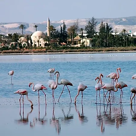 Flamingo 3* Larnaca